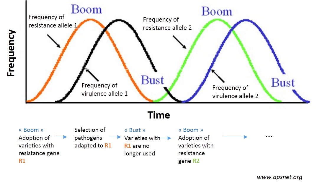 Boom and Bust Meaning - Boom and Bust Examples - Boom and Bust